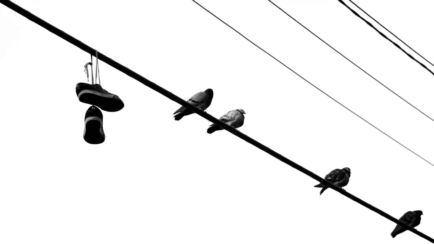 Bird on a wire — photograph by John Scott